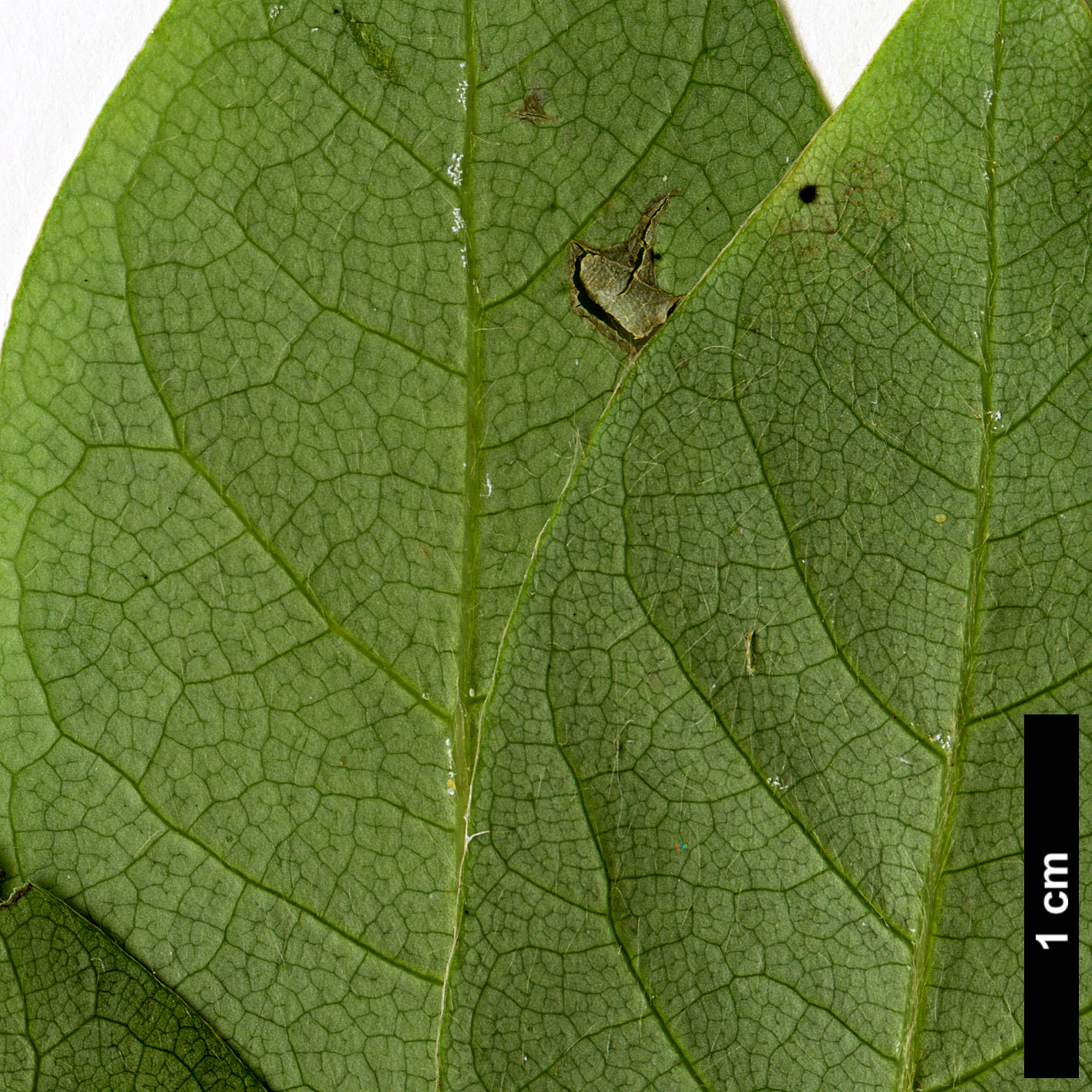 High resolution image: Family: Lauraceae - Genus: Lindera - Taxon: umbellata - SpeciesSub: var. lancea